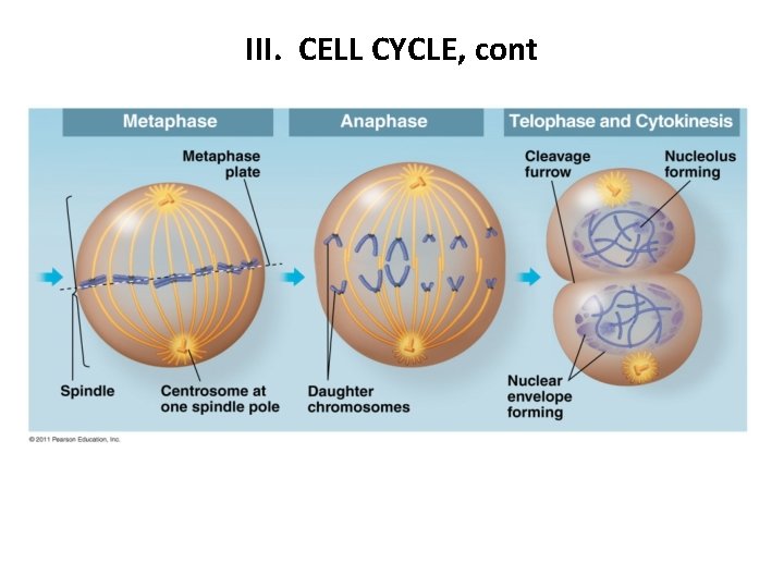 III. CELL CYCLE, cont 