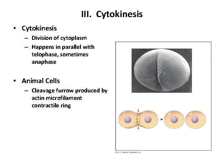 III. Cytokinesis • Cytokinesis – Division of cytoplasm – Happens in parallel with telophase,