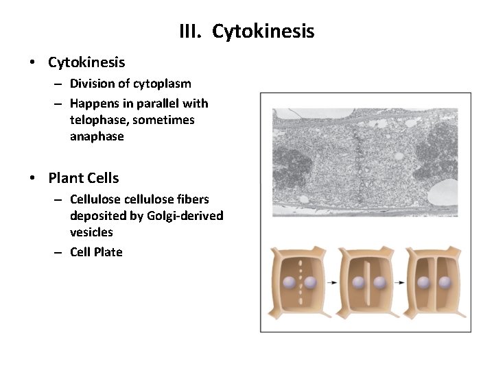 III. Cytokinesis • Cytokinesis – Division of cytoplasm – Happens in parallel with telophase,