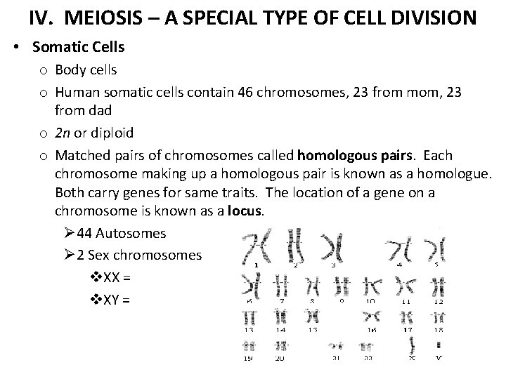 IV. MEIOSIS – A SPECIAL TYPE OF CELL DIVISION • Somatic Cells o Body