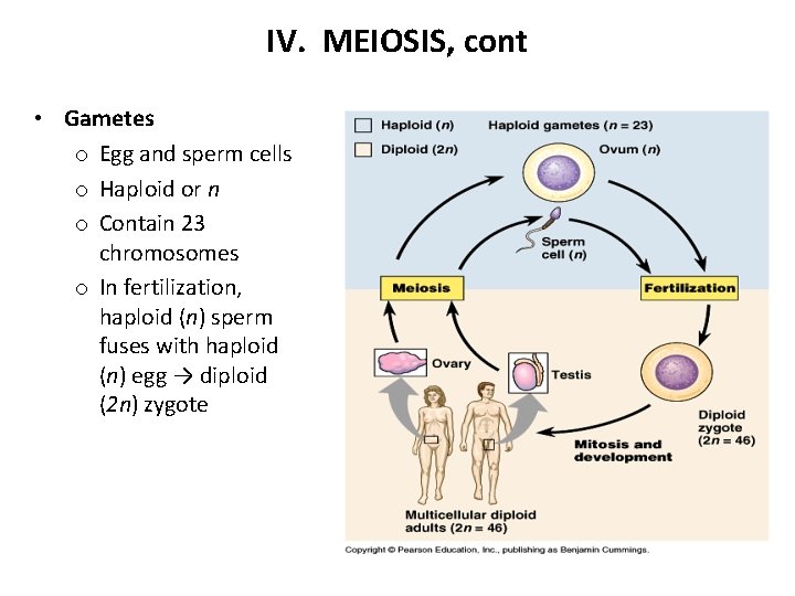 IV. MEIOSIS, cont • Gametes o Egg and sperm cells o Haploid or n