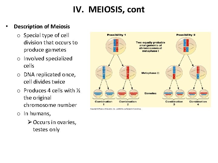IV. MEIOSIS, cont • Description of Meiosis o Special type of cell division that