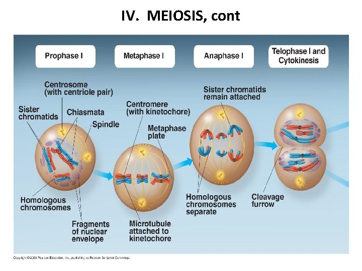 IV. MEIOSIS, cont 