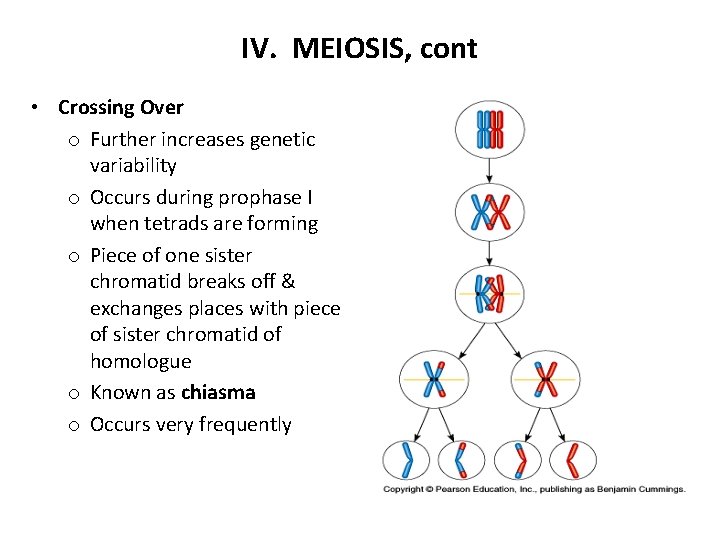 IV. MEIOSIS, cont • Crossing Over o Further increases genetic variability o Occurs during