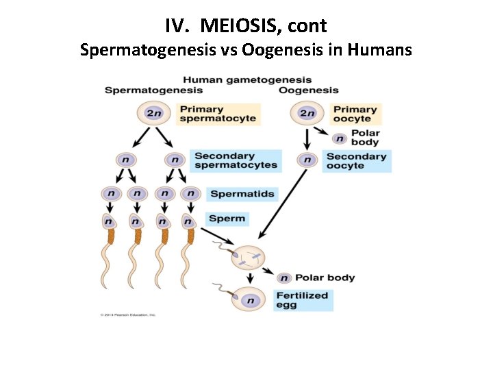 IV. MEIOSIS, cont Spermatogenesis vs Oogenesis in Humans 