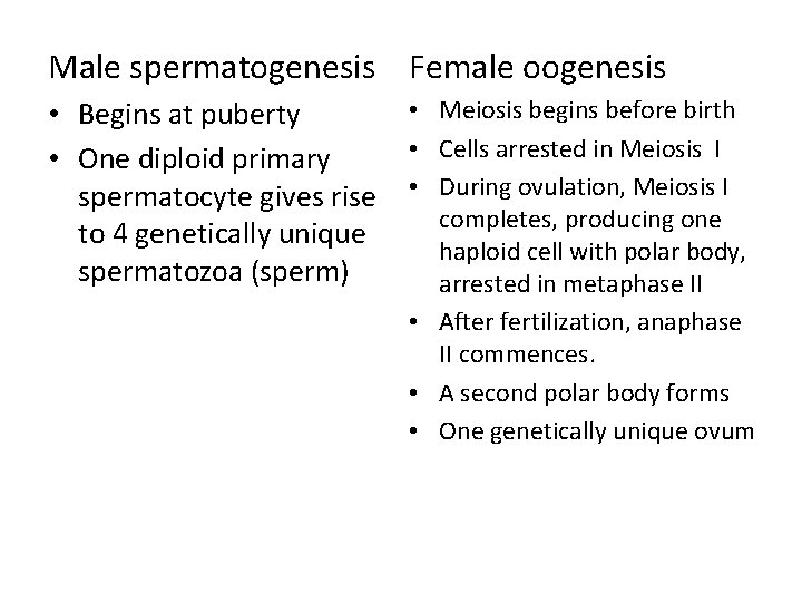 Male spermatogenesis Female oogenesis • Begins at puberty • One diploid primary spermatocyte gives