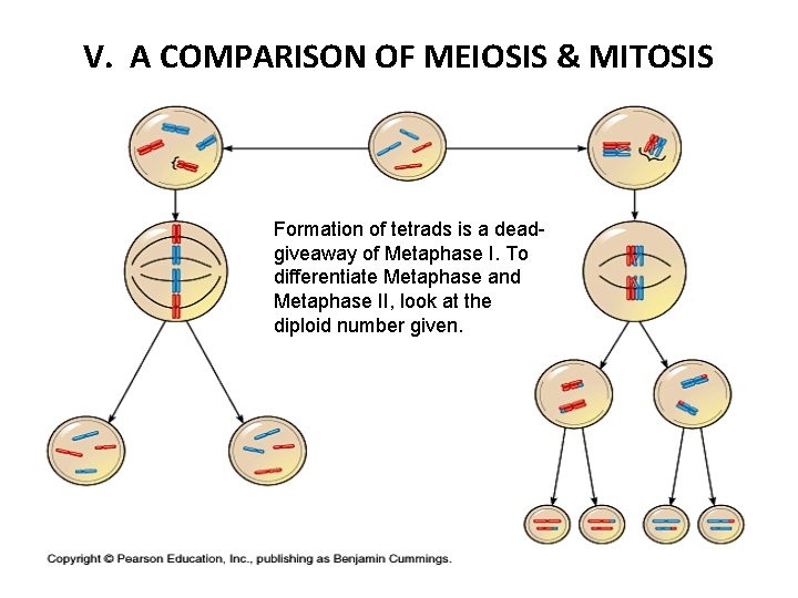 V. A COMPARISON OF MEIOSIS & MITOSIS Formation of tetrads is a deadgiveaway of