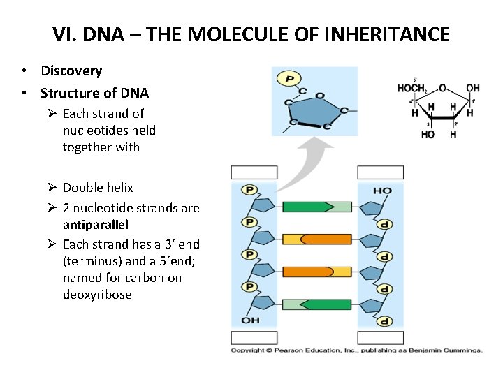 VI. DNA – THE MOLECULE OF INHERITANCE • Discovery • Structure of DNA Ø