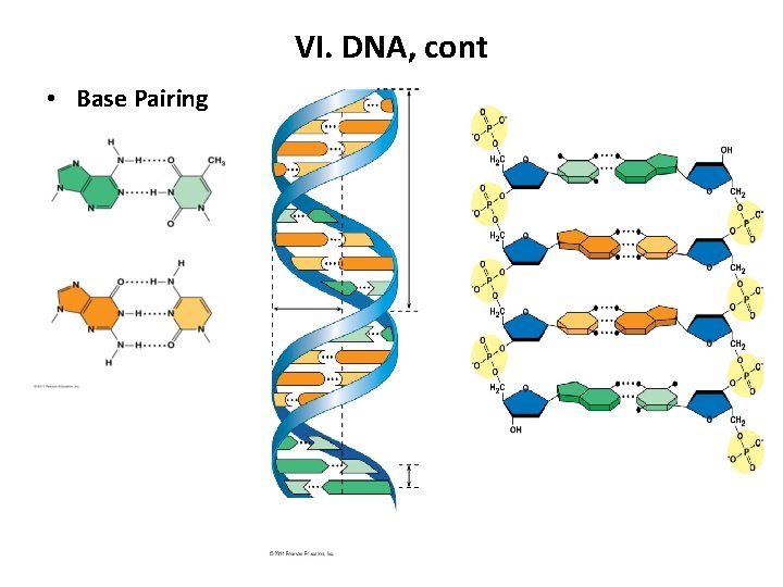 VI. DNA, cont • Base Pairing 