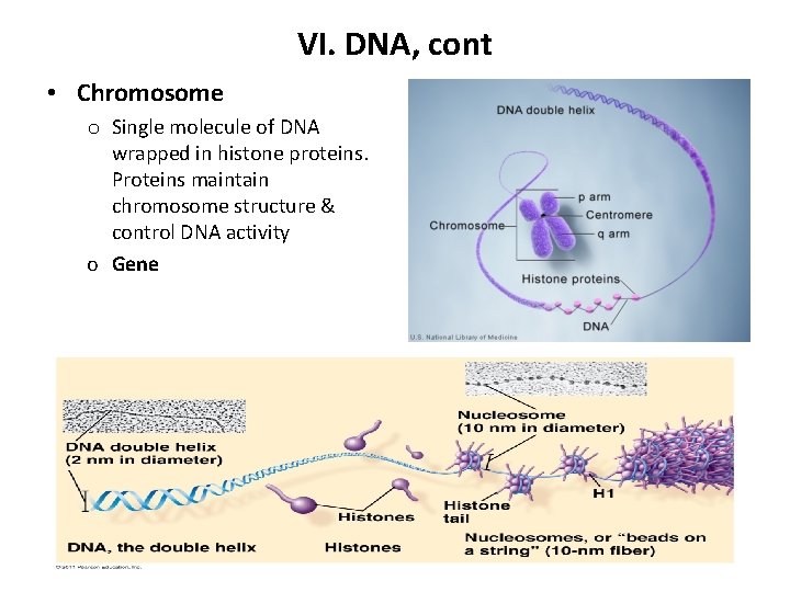 VI. DNA, cont • Chromosome o Single molecule of DNA wrapped in histone proteins.