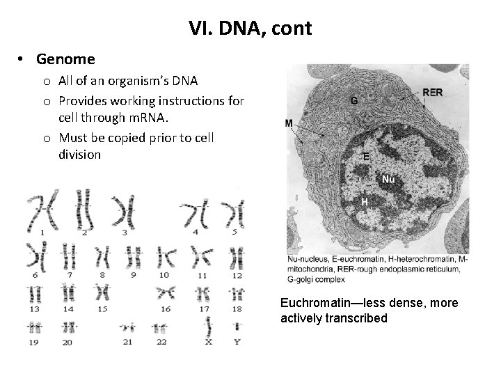 VI. DNA, cont • Genome o All of an organism’s DNA o Provides working