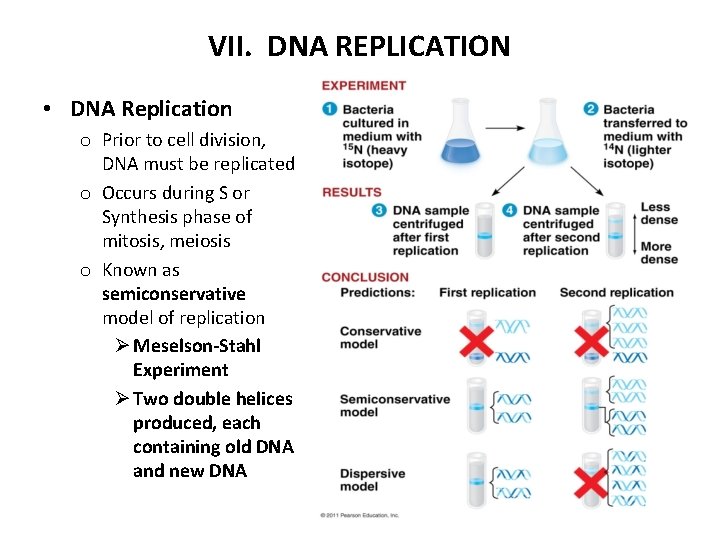 VII. DNA REPLICATION • DNA Replication o Prior to cell division, DNA must be