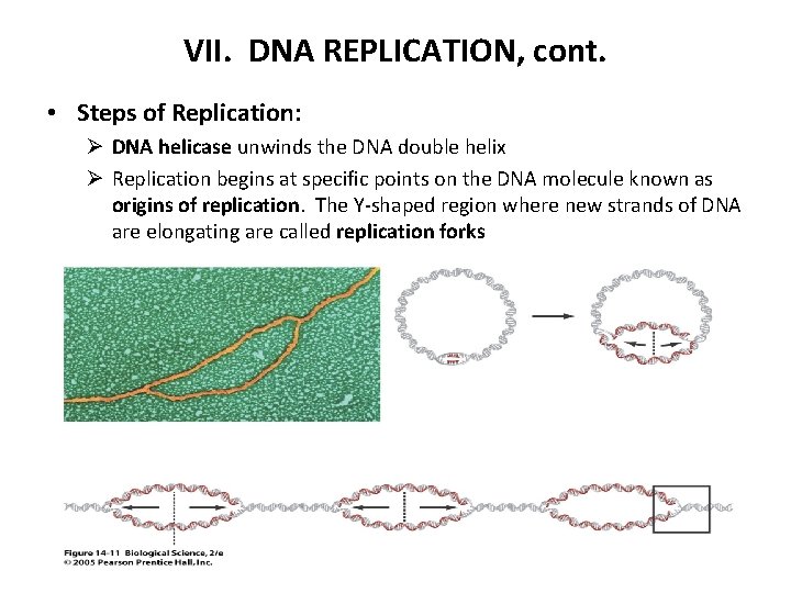 VII. DNA REPLICATION, cont. • Steps of Replication: Ø DNA helicase unwinds the DNA