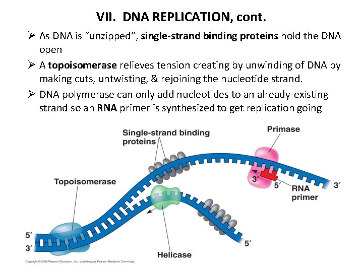 VII. DNA REPLICATION, cont. Ø As DNA is “unzipped”, single-strand binding proteins hold the