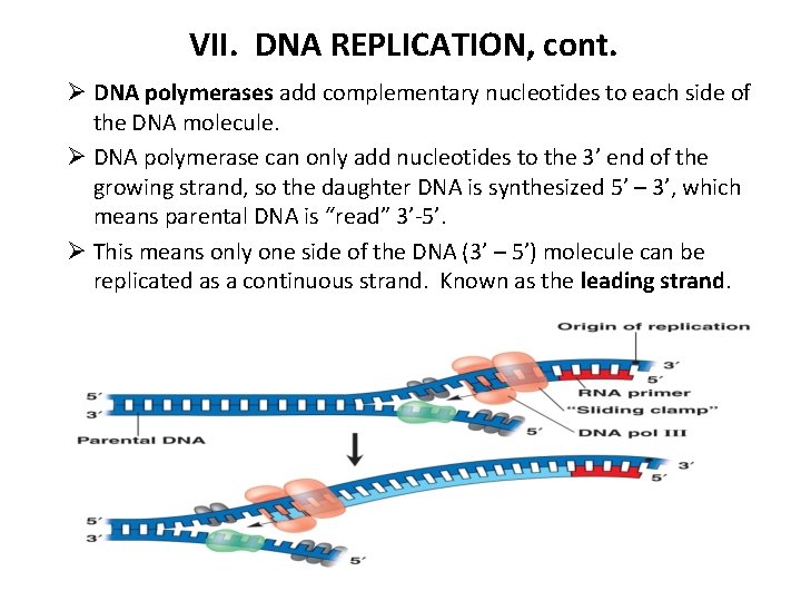 VII. DNA REPLICATION, cont. Ø DNA polymerases add complementary nucleotides to each side of