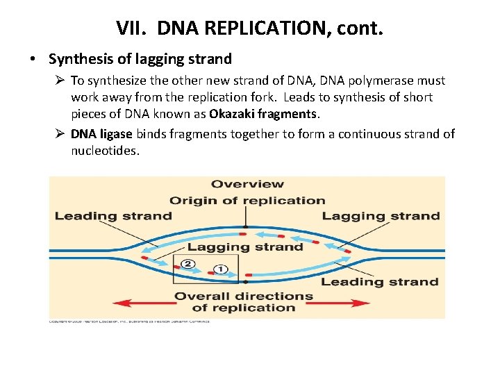 VII. DNA REPLICATION, cont. • Synthesis of lagging strand Ø To synthesize the other