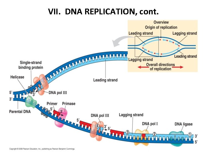 VII. DNA REPLICATION, cont. An Overview of Replication 