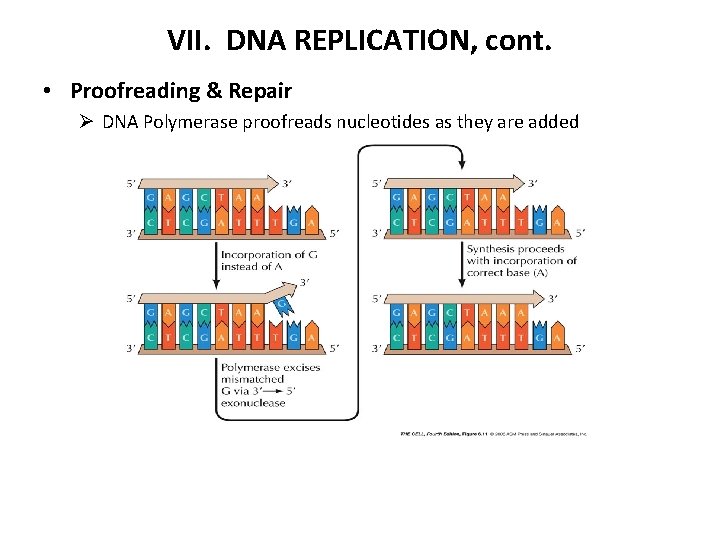 VII. DNA REPLICATION, cont. • Proofreading & Repair Ø DNA Polymerase proofreads nucleotides as