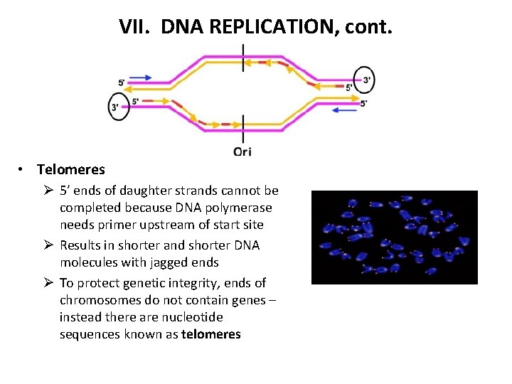 VII. DNA REPLICATION, cont. • Telomeres Ø 5’ ends of daughter strands cannot be