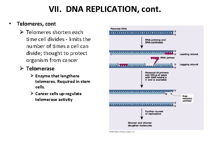 VII. DNA REPLICATION, cont. • Telomeres, cont Ø Telomeres shorten each time cell divides