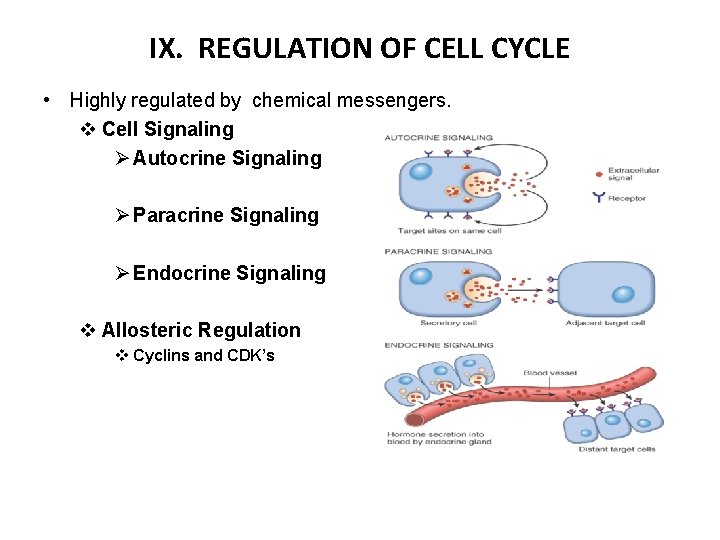 IX. REGULATION OF CELL CYCLE • Highly regulated by chemical messengers. v Cell Signaling