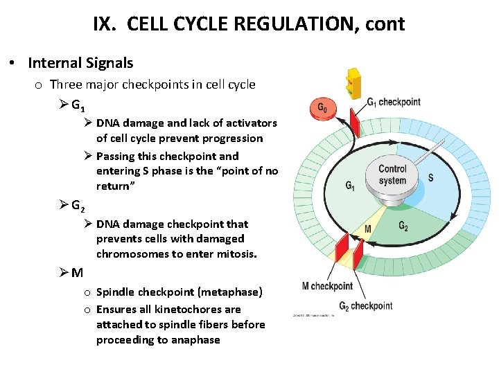 IX. CELL CYCLE REGULATION, cont • Internal Signals o Three major checkpoints in cell