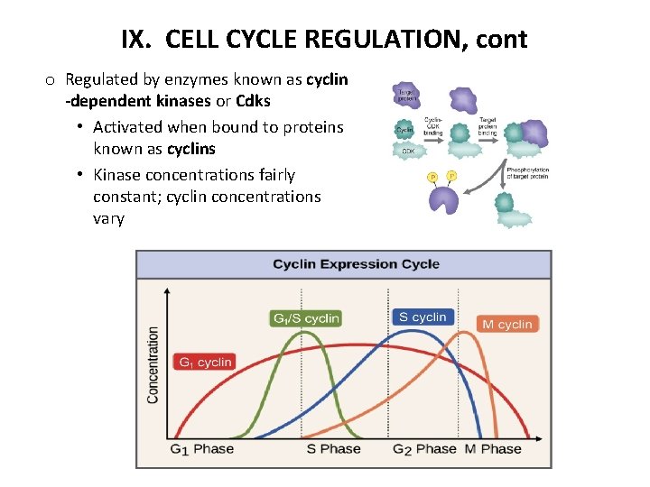 IX. CELL CYCLE REGULATION, cont o Regulated by enzymes known as cyclin -dependent kinases