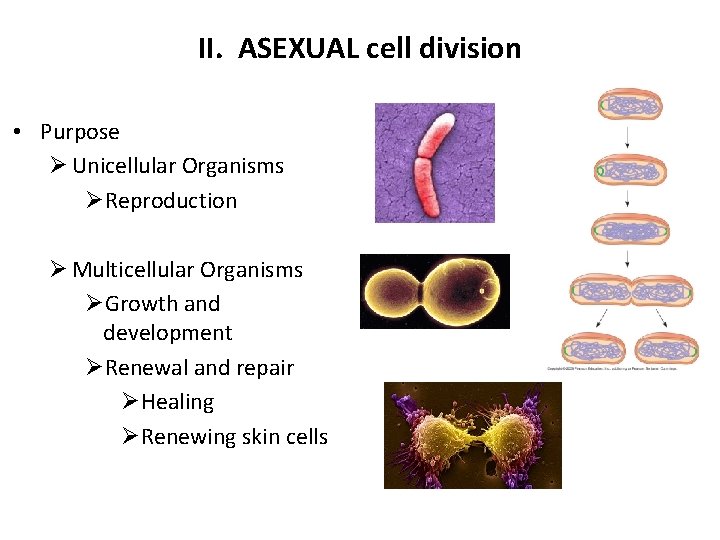 II. ASEXUAL cell division • Purpose Ø Unicellular Organisms ØReproduction Ø Multicellular Organisms ØGrowth