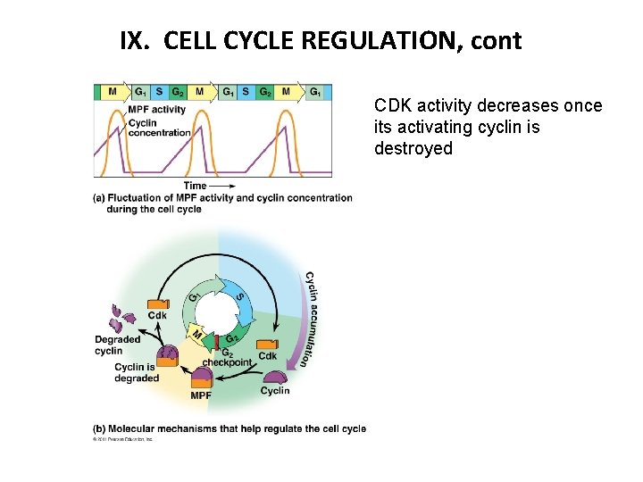 IX. CELL CYCLE REGULATION, cont CDK activity decreases once its activating cyclin is destroyed