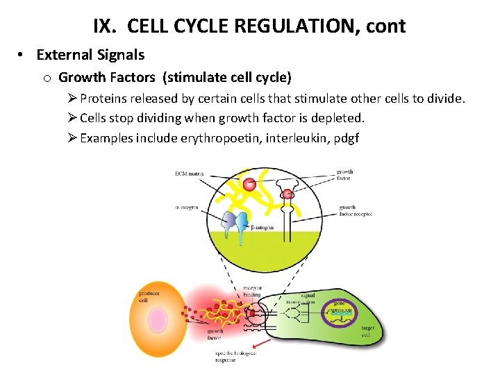 IX. CELL CYCLE REGULATION, cont • External Signals o Growth Factors (stimulate cell cycle)