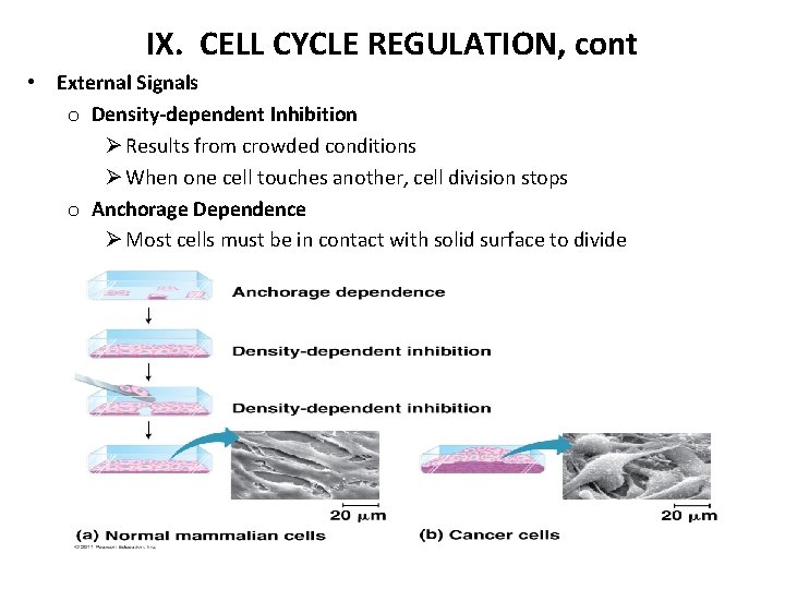 IX. CELL CYCLE REGULATION, cont • External Signals o Density-dependent Inhibition Ø Results from