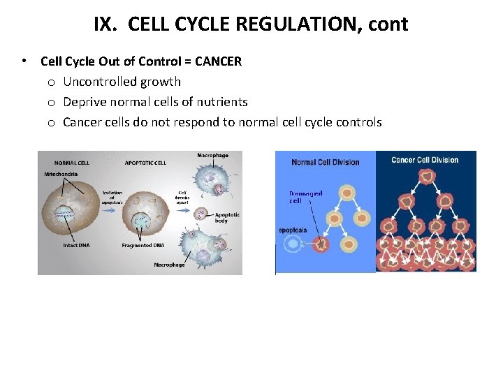 IX. CELL CYCLE REGULATION, cont • Cell Cycle Out of Control = CANCER o