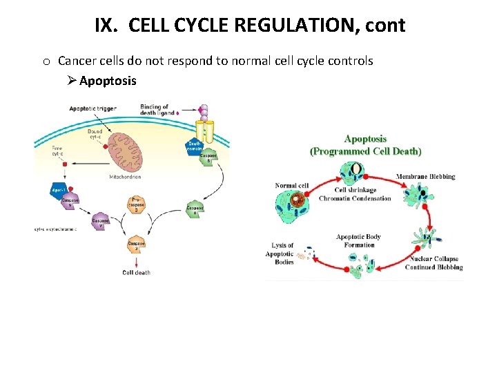 IX. CELL CYCLE REGULATION, cont o Cancer cells do not respond to normal cell