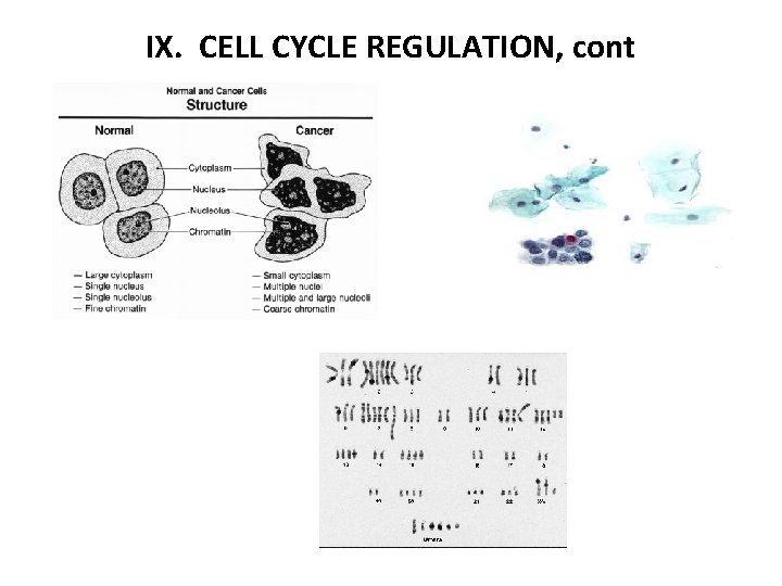 IX. CELL CYCLE REGULATION, cont 