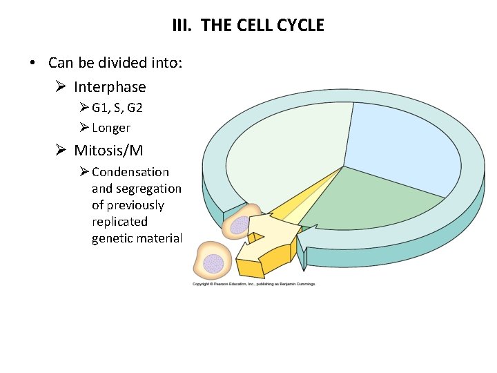 III. THE CELL CYCLE • Can be divided into: Ø Interphase Ø G 1,