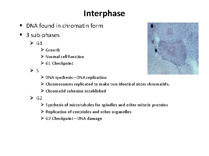 Interphase § DNA found in chromatin form § 3 sub-phases Ø G 1 Ø