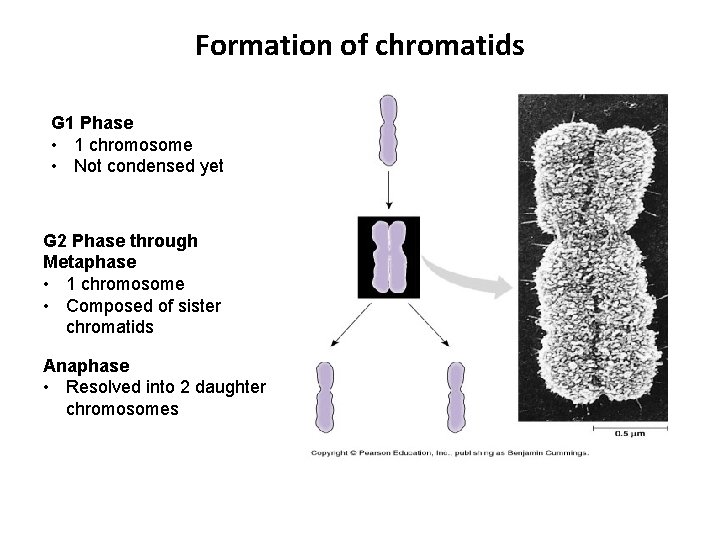 Formation of chromatids G 1 Phase • 1 chromosome • Not condensed yet G