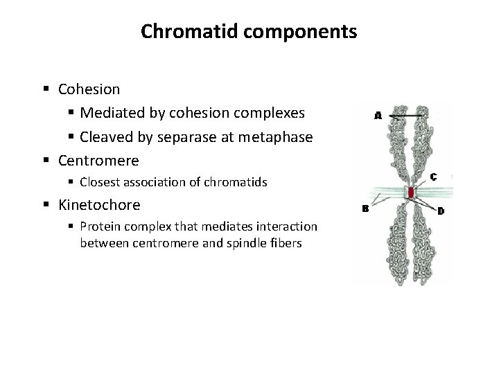 Chromatid components § Cohesion § Mediated by cohesion complexes § Cleaved by separase at