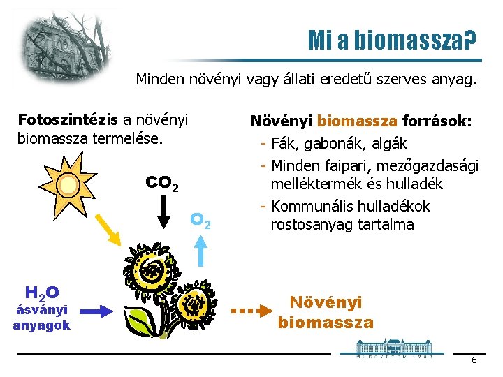 Mi a biomassza? Minden növényi vagy állati eredetű szerves anyag. Fotoszintézis a növényi biomassza