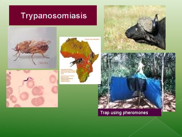 Trypanosomiasis Trap using pheromones 