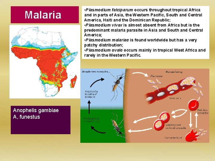 Malaria Anophelis gambiae A, funestus • Plasmodium falciparum occurs throughout tropical Africa and in