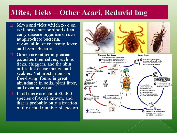 Mites, Ticks – Other Acari, Reduvid bug Mites and ticks which feed on vertebrate