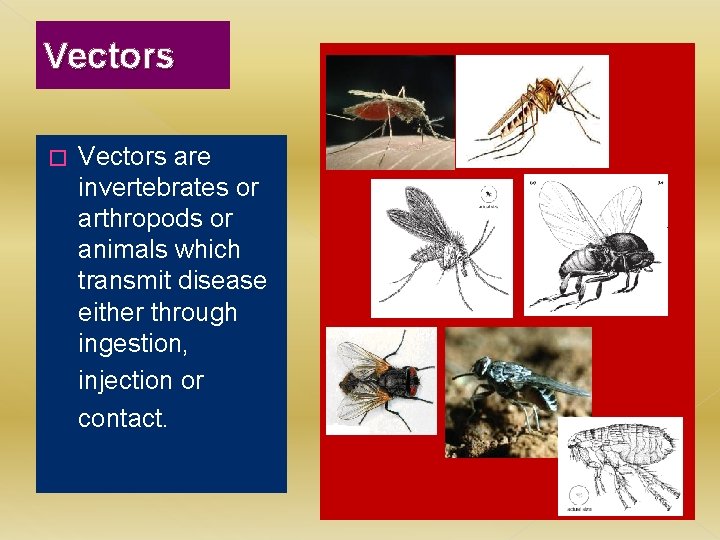 Vectors � Vectors are invertebrates or arthropods or animals which transmit disease either through