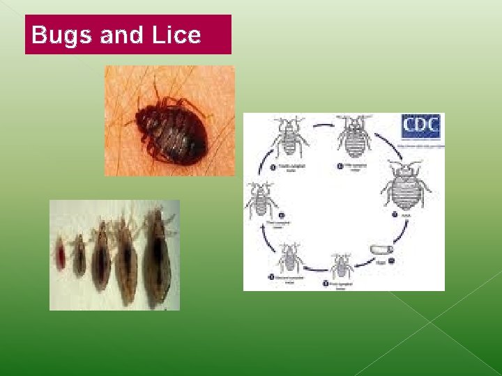 Bugs and Lice 