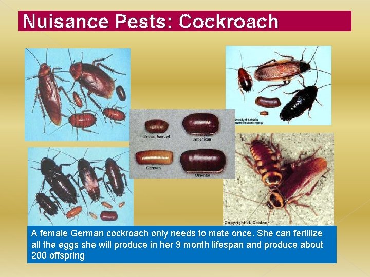 Nuisance Pests: Cockroach A female German cockroach only needs to mate once. She can