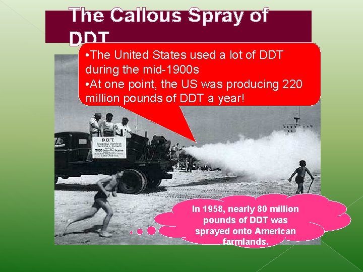 The Callous Spray of DDT • The United States used a lot of DDT