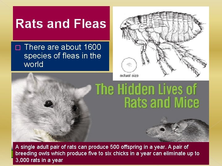 Rats and Fleas � There about 1600 species of fleas in the world A