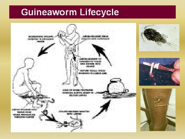 Guineaworm Lifecycle 