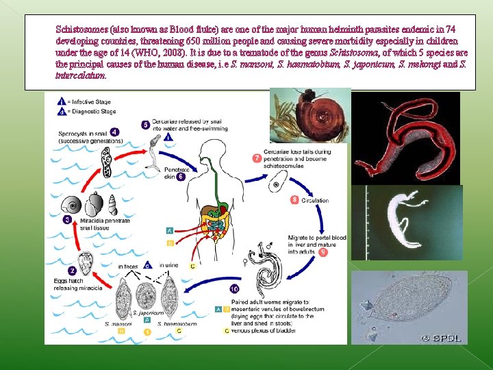 Schistosomes (also known as Blood fluke) are one of the major human helminth parasites