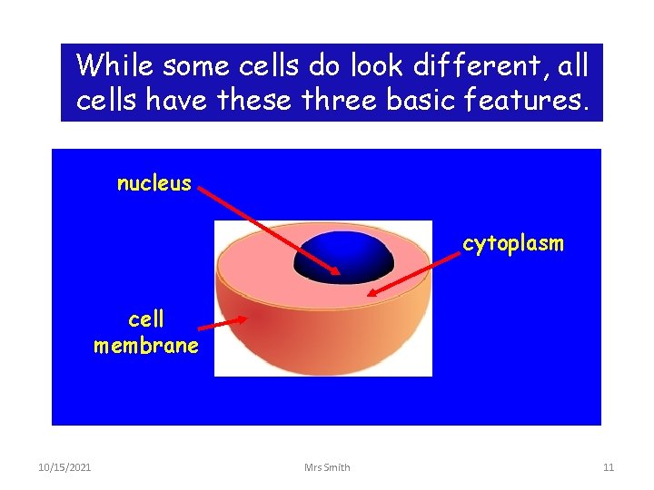 While some cells do look different, all cells have these three basic features. nucleus